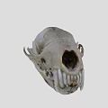 Detailed Animal Skull With Natural Bone Texture Surface Markings And Visible Teeth