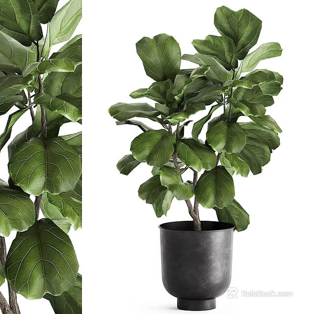Garden Decorative Fiddle Leaf Fig Plant With Large Green Leaves In Black Pot 3d model 