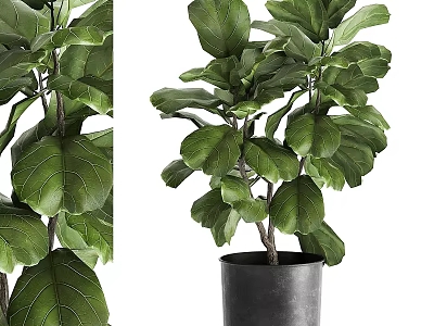 Garden Decorative Fiddle Leaf Fig Plant With Large Green Leaves In Black Pot 3d model