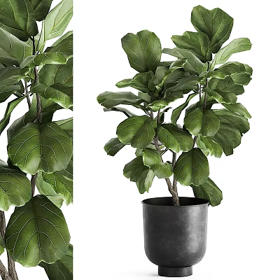Garden Decorative Fiddle Leaf Fig Plant With Large Green Leaves In Black Pot 3d model