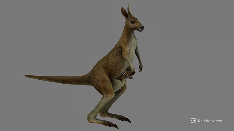 Realistic Brown Kangaroo Standing Upright With Joey In Pouch On Gray Background 3d model 