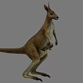 Realistic Brown Kangaroo Standing Upright With Joey In Pouch On Gray Background
