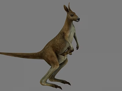 Kangaroo 3d model Kangaroo 3d model