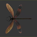 Red Dragonfly with Orange and Red Gradient Wings Flying Against Dark Background 3d model