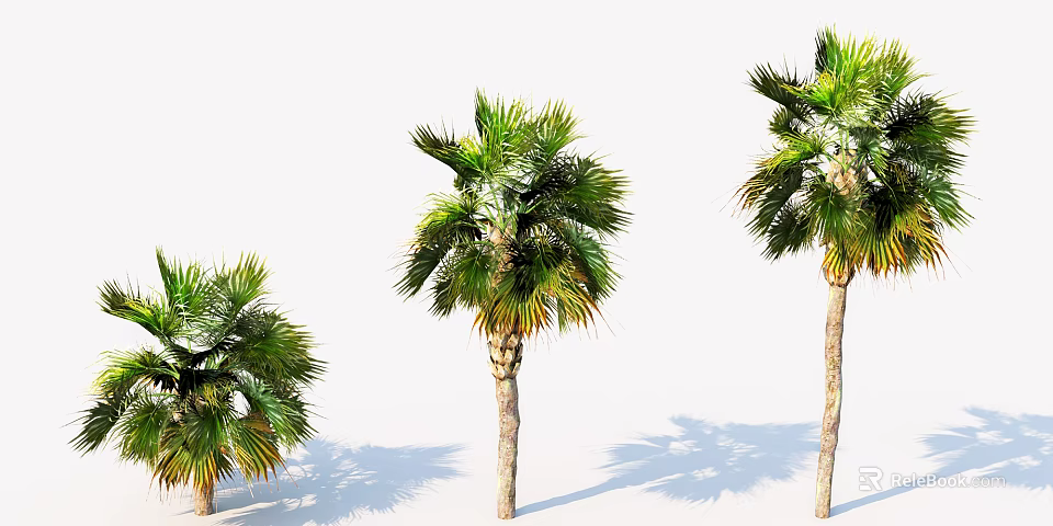 Three Tall Green Palm Trees With Different Sizes And Shadows On White Background 3d model 