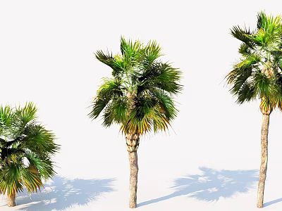 Three Tall Green Palm Trees With Different Sizes And Shadows On White Background 3d model