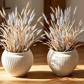 Two White Textured Vases With Dried Wheat Stems On Wooden Floor In Natural Light