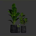 Large Leafy Indoor Plant with Small Green Plants in Gray Concrete Pots
