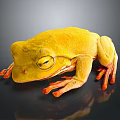 Yellow Frog with Bright Orange Feet on Dark Reflective Surface in Resting Position 3d model