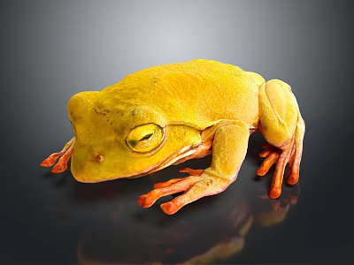 Yellow Frog with Bright Orange Feet on Dark Reflective Surface in Resting Position 3d model