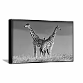Framed Animal Painting Featuring Two Snuggling Zebras In Black And White Natural Setting