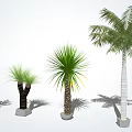 Various Types of Arbor Trees With Lush Green Foliage in White Pots