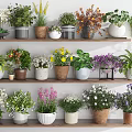 Colorful Potted Bonsai Plants On Layered Wooden Shelves With Ceramic Pots And Mixed Flowers