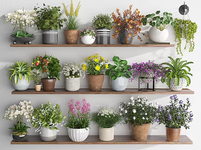 Colorful Potted Bonsai Plants On Layered Wooden Shelves With Ceramic Pots And Mixed Flowers 3d model