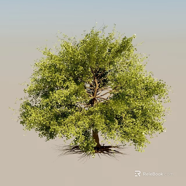 Tall Arbor Tree with Lush Green Foliage Thick Branches and Exposed Roots 3d model 