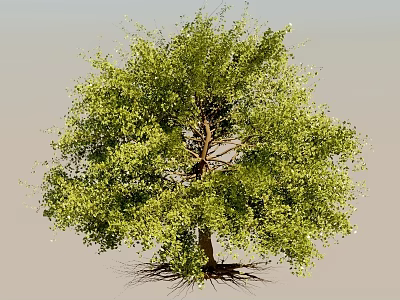 Tall Arbor Tree with Lush Green Foliage Thick Branches and Exposed Roots 3d model