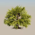 Tall Arbor Tree with Lush Green Foliage Thick Branches and Exposed Roots