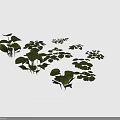 Diverse Green Plants With Various Leaf Shapes And Sizes On White Background