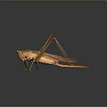 grasshopper insect cartoon locust animation locust anime locust anime game character 3d model
