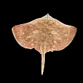 Pinkish Spotted Aquatic Animal Stingray With Diamond Shaped Body And Long Tail