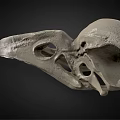 Medical Device 3D Bird Skull Anatomical Model for High Precision Medical Research and Education