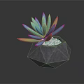 Bonsai Succulent Plant With Turquoise Leaves Pink Yellow Edges Gray Geometric Pot White Pebbles