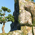 Natural Garden Landscape With Rocky Terrain Pine Trees And Mossy Surfaces