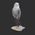 Snowy Owl Perched On Wooden Branch With White Base