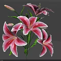 Pink and White Lilies with Blooming Flowers Flower Buds and Green Leaves