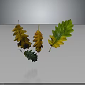 Colorful Oak Leaves Floating On Gray Background With Yellow Orange And Green Tones And Reflection