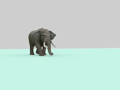 Gray Elephant Standing On Light Green Floor With Gray Background And White Tusks 3d model