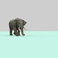 Gray Elephant Standing On Light Green Floor With Gray Background And White Tusks