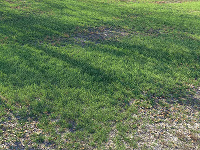 Lush Green Grass Field With Sunlit Shadows And Natural Fresh Growth 3d model