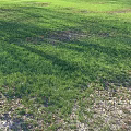 Lush Green Grass Field With Sunlit Shadows And Natural Fresh Growth