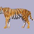 The Modern Tiger 3d model