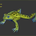 Yellow Frog With Black Spots And White Belly And Feet On Gray Background