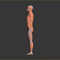 Detailed Human Limbs Muscular Anatomy 3D Model With Visible Muscle Structure