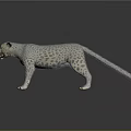 Snow Leopard 3D Model with White Fur and Black Spots Open Mouth on Black Background