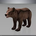 Baby Brown Bear with Standing Pose and Brown Fur on Gray Gradient Background