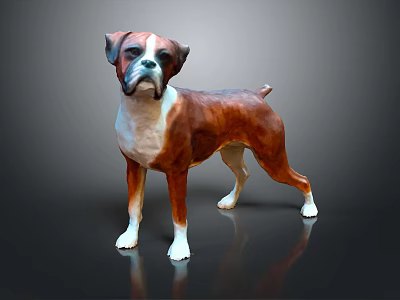 Boxer Dog 3D Model Brown And White Standing Pose On Gray Background With Reflection 3d model