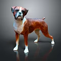 Boxer Dog 3D Model Brown And White Standing Pose On Gray Background With Reflection