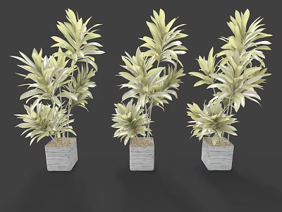 Bonsai Potted Plants With Yellow Green Leaves In Gray Square Pots 3d model