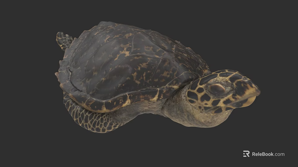 Detailed Marine Turtle With Dark Brown Textured Shell And Patterned Head Features 3d model 
