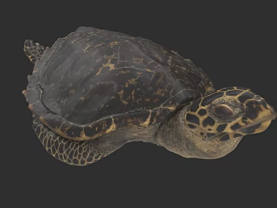 Detailed Marine Turtle With Dark Brown Textured Shell And Patterned Head Features 3d model