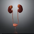 Detailed 3D Anatomical Model Of Human Kidneys Ureters And Bladder Structure