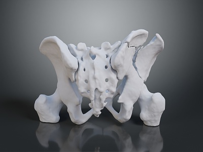 Vertebrae Cervical vertebrae Vertebrae Bone Human Bone Human Body Organ model