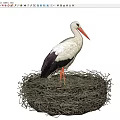 White Stork Standing In Large Natural Woven Nest With Red Beak And Long Legs