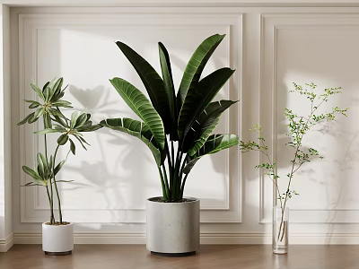 Indoor Potted Bonsai Plants with Large Green Leaves in White Gray Clear Planters 3d model