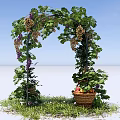 Pergola Adorned With Climbing Grape Vines Green Leaves Purple Clusters And Wicker Basket On Grass