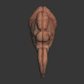 Detailed 3D Human Anatomical Organ Model With Realistic Texture On Dark Background